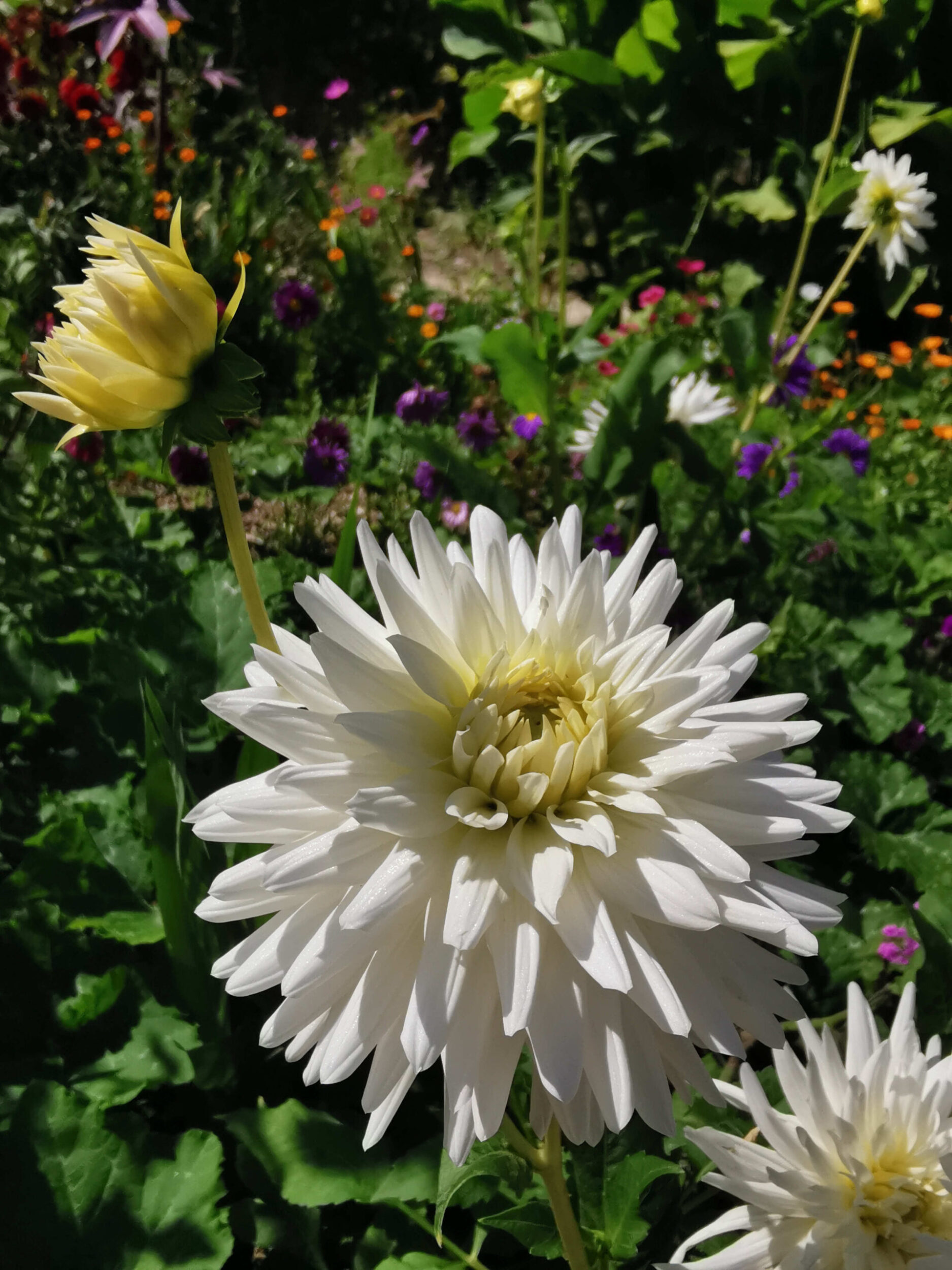 Jolie fleur blanche dans un jardin fleuri